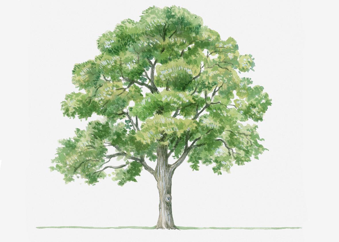 tree illustration.  