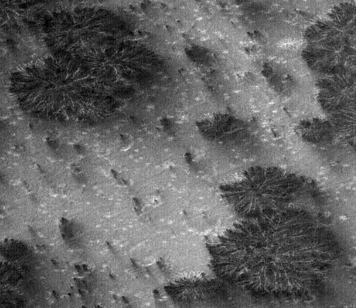 Trees on Mars? Nope. 