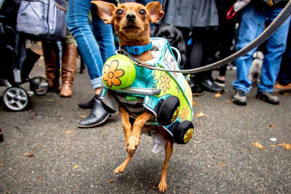 New York shelter hosts 'puppy parade' with dogs in Mets jerseys