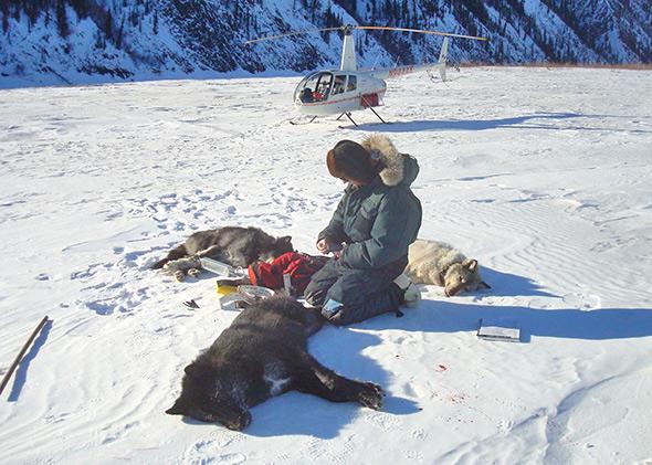 National Park Service biologist John Burch with the Lost Creek wolves