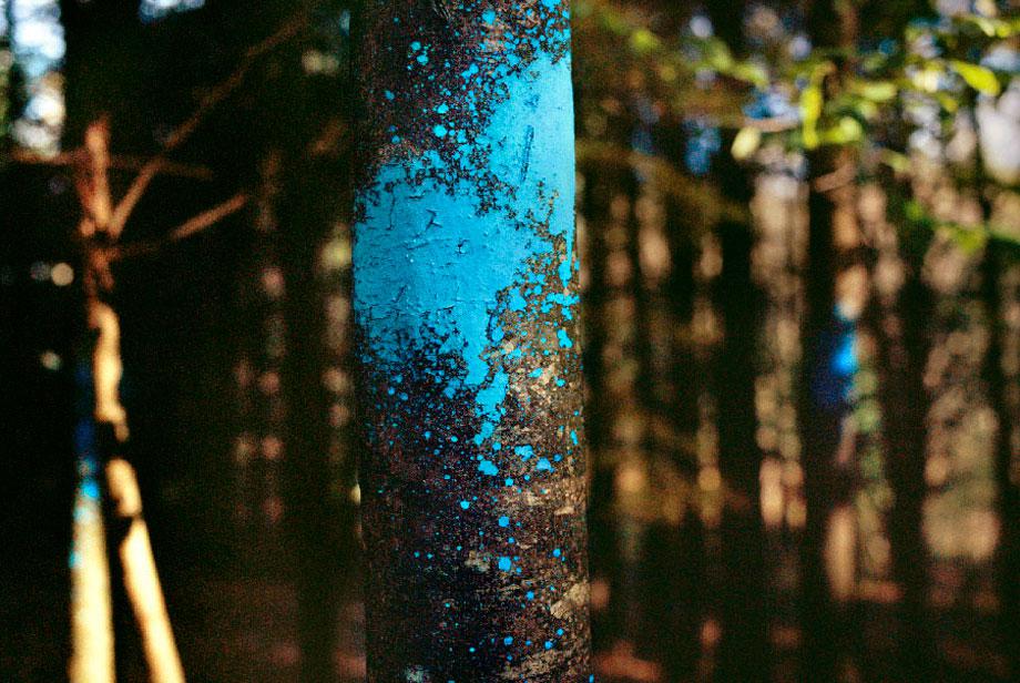 Painted Tree, Woodstock, N.Y., 2009