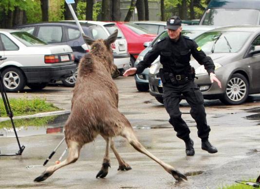 Moose and cop picture: a caption contest. (PHOTO)