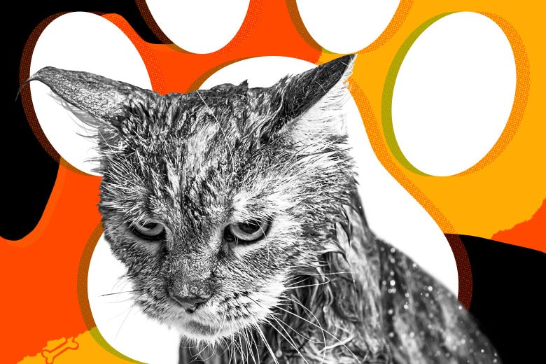 My Cat Sprays Our Doors After Getting Locked Outside Pet Advice From Beast Mode