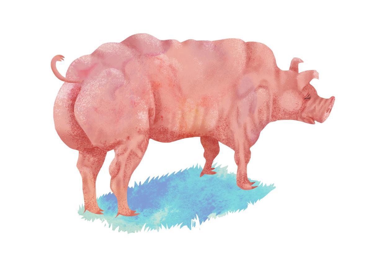 The ethical problems with super-muscly pigs.