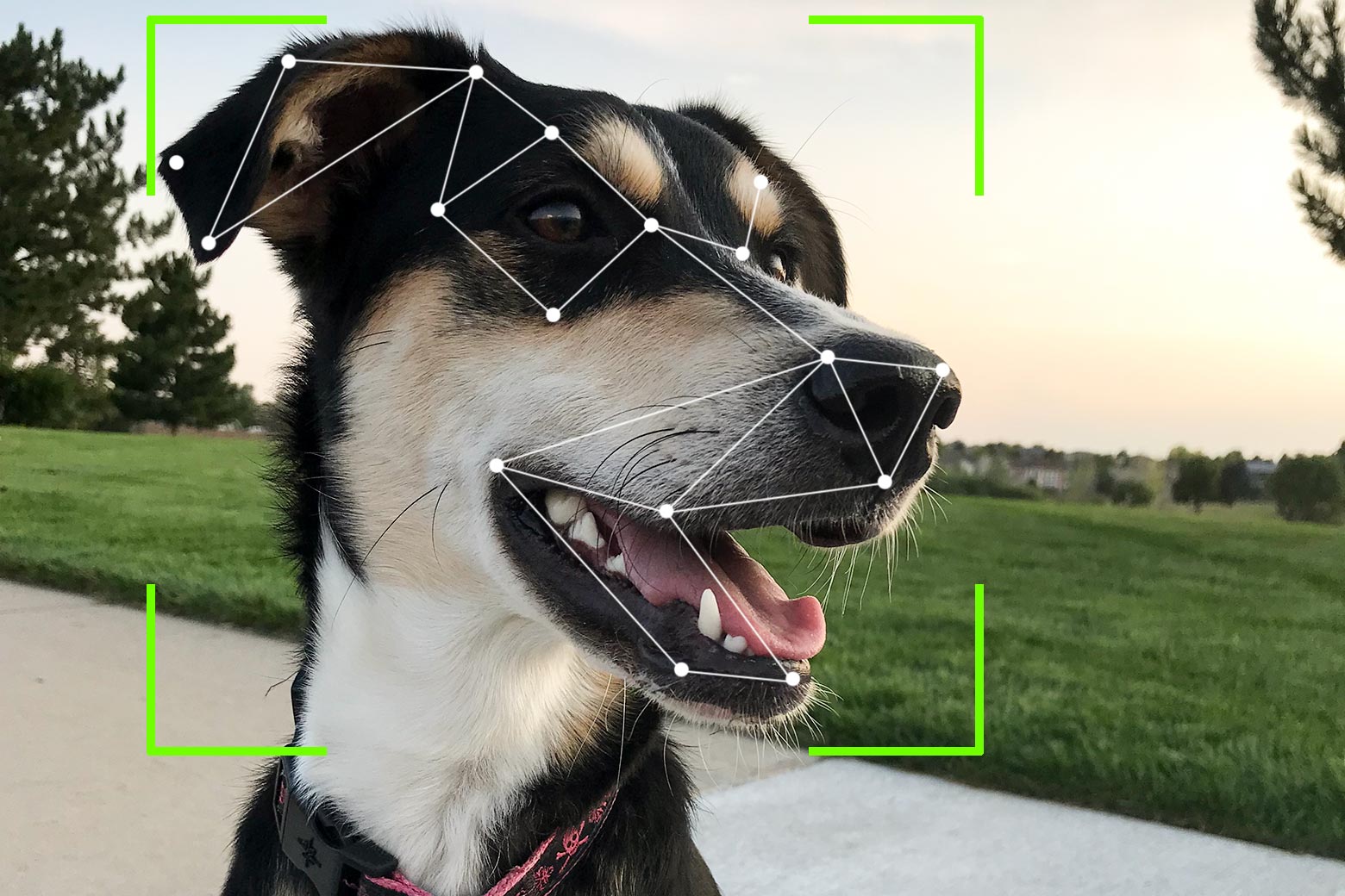 A dog's face mapped by facial recognition technology.