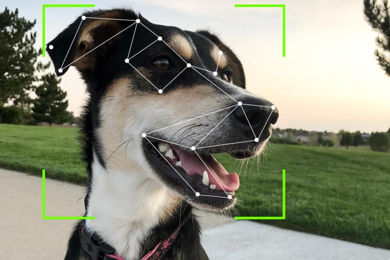 Finding Rover and other apps are using facial recognition on dogs. Finding Rover and other apps are using facial recognition on dogs.