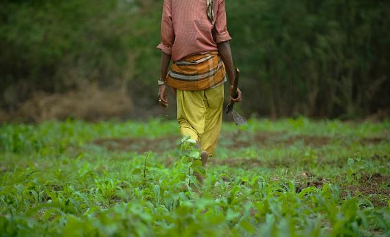Somali farmer
