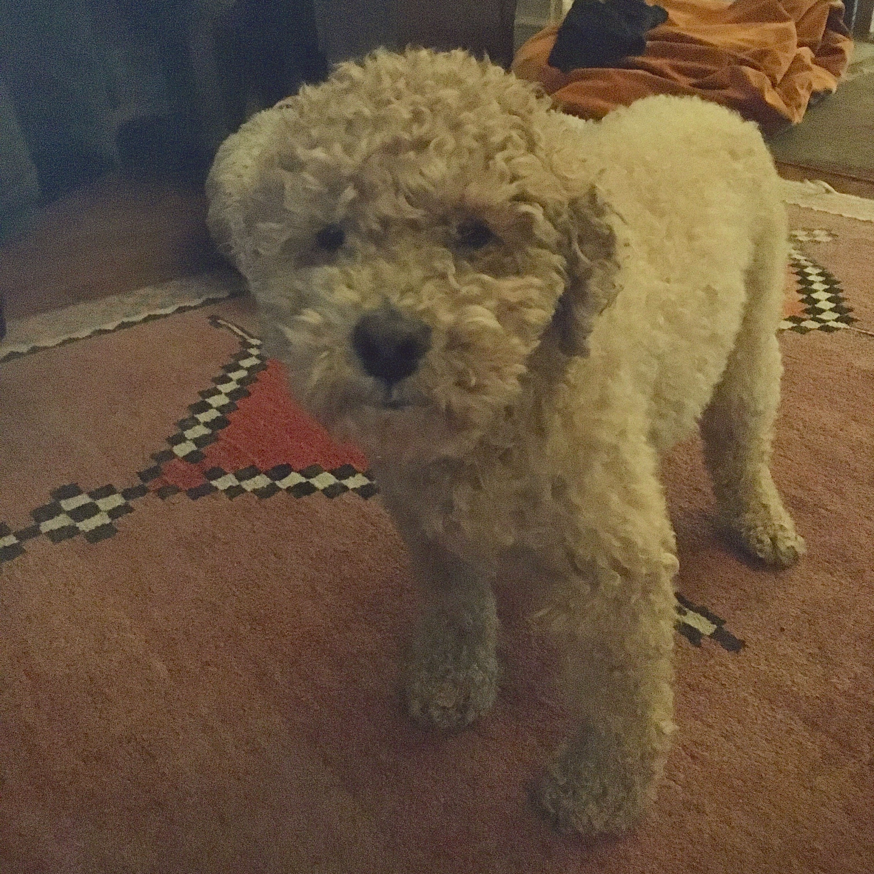 Dana Steven's doodle dog, Ruby.