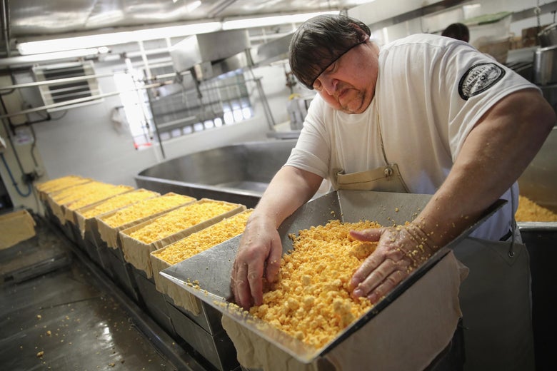THERESA, WI - JUNE 27:  Lenny Zimmel puts Colby cheese curds into forms to make 40 pounds blocks of cheese at the Widmer's Cheese Cellars on June 27, 2016 in Theresa, Wisconsin. Widmer's is an artisanal cheesemaker that has produced cheese in the same facility for four generations much the same way as it was made by the founder, with traditional open vats and curds being stirred and scooped into molds by hand.  Record dairy production in the United States has produced a record surplus of cheese causing prices to drop. Despite this surplus Widmer's says it continues to see growth as consumers continue to gravitate toward craft-made food products.  (Photo by Scott Olson/Getty Images)