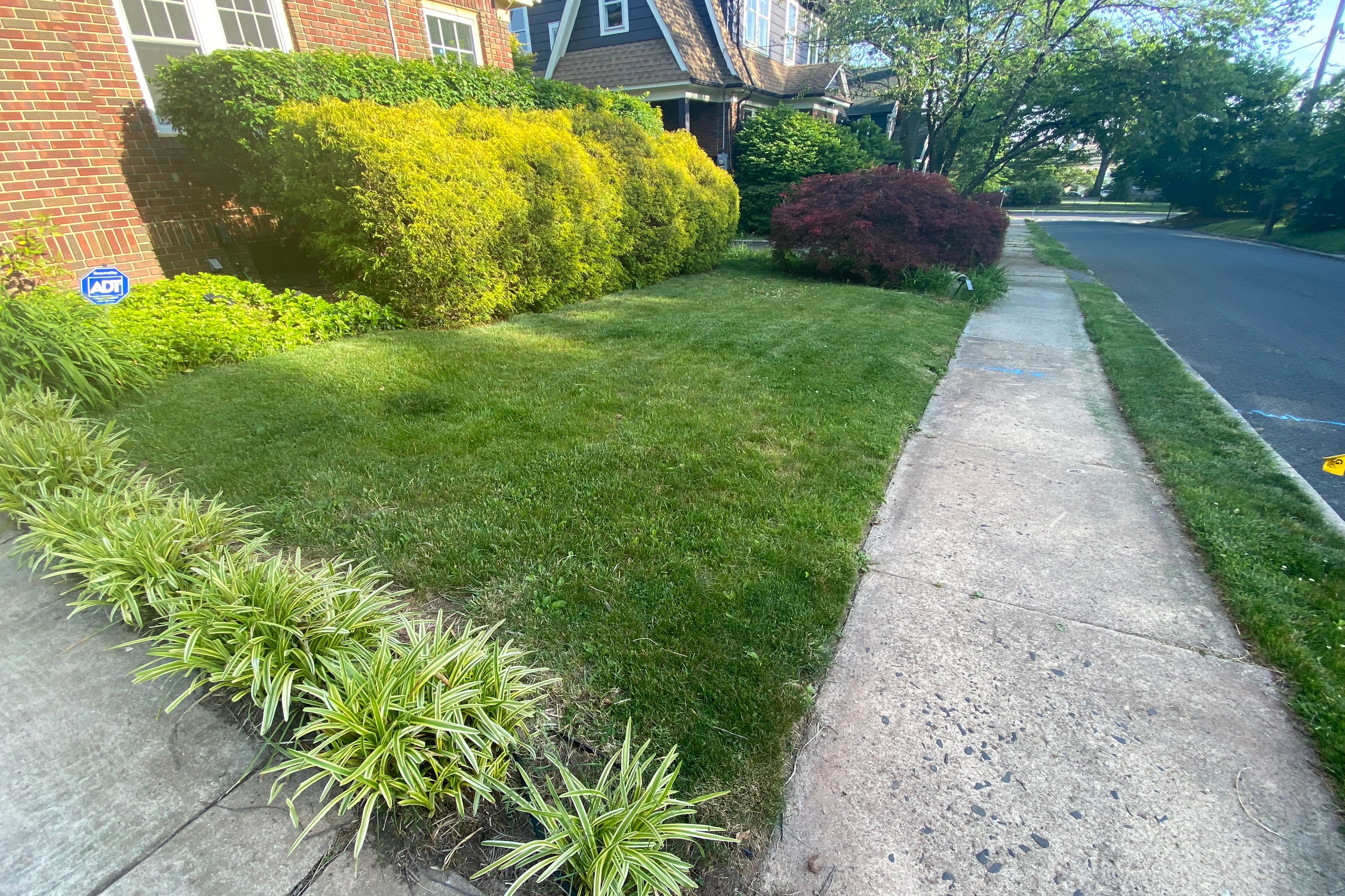 A cleanly cut suburban lawn and sidewalk at dusk.