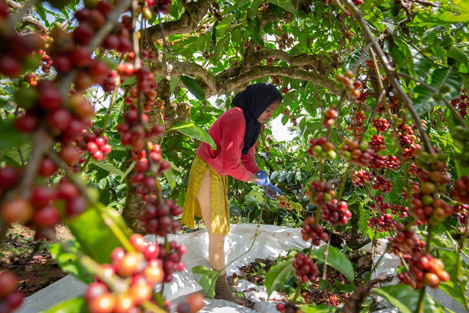 A woman in a black headscarf picks red berries off a tree.
