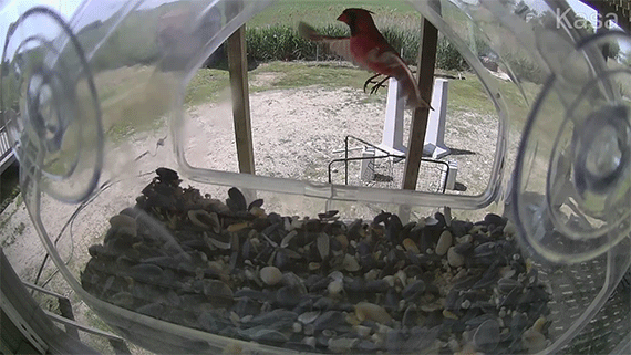 camera footage of a bird