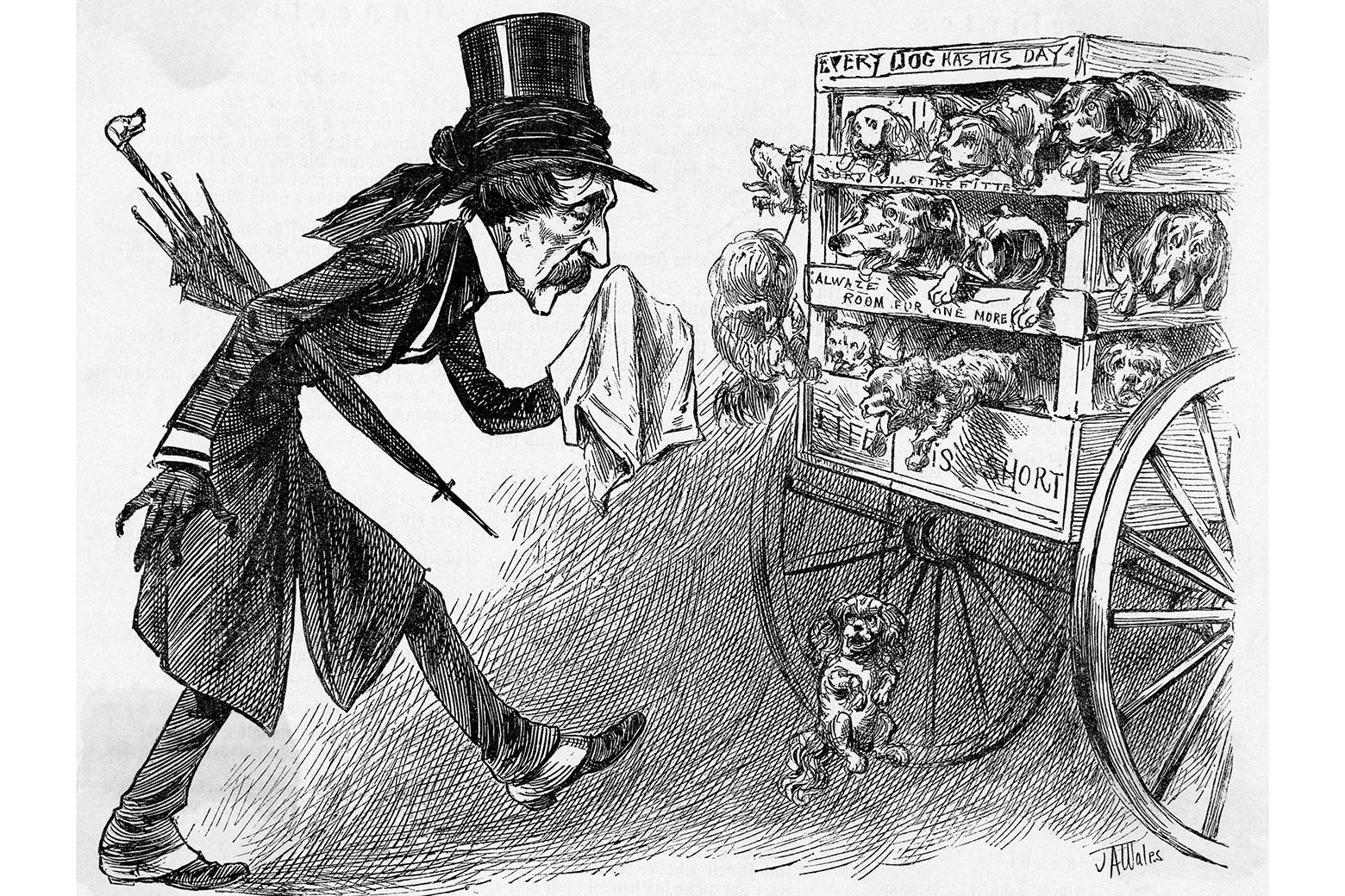 A black and white drawing of a man in top hat, with an umbrella, holding a napkin to his nose as he walks behind a cart filled with dogs.