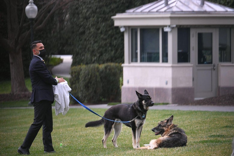 The Bidens dogs Champ(R) and Major are seen with an aide on the South Lawn of the White House in Washington, D.C. on March 31, 2021.