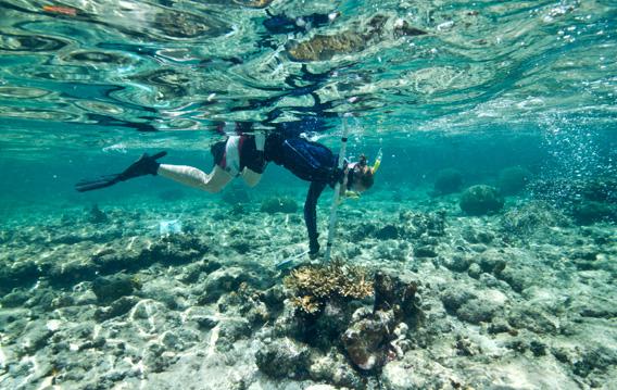 Underwater in Carrie Bow Cay, Belize, during the 2012 spawning season