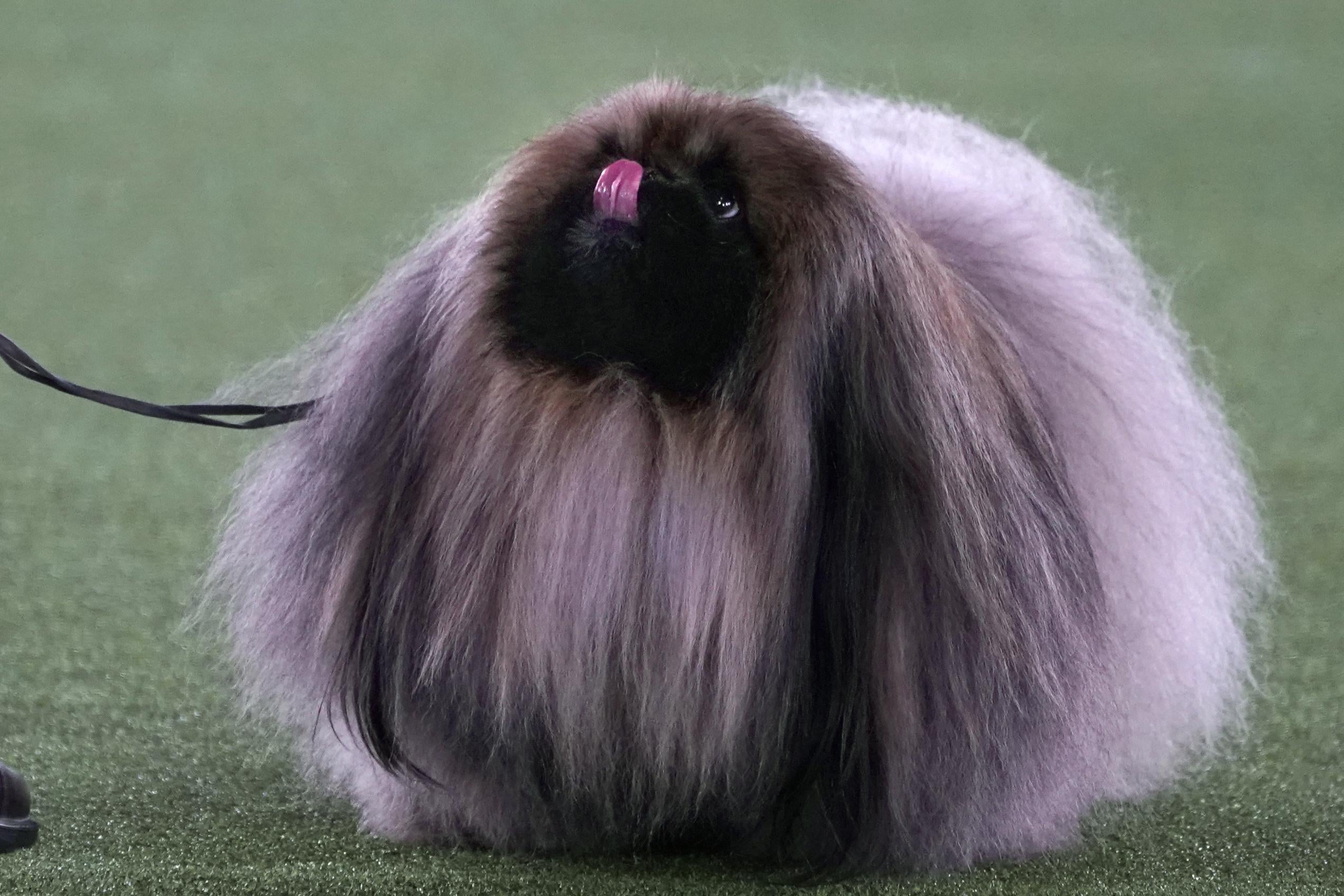 A Pekenese named "Wasabi," essentially a spherical ball of fur, sticks its tongue out at the WKC dog show.  
