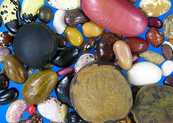 Legume Diversity