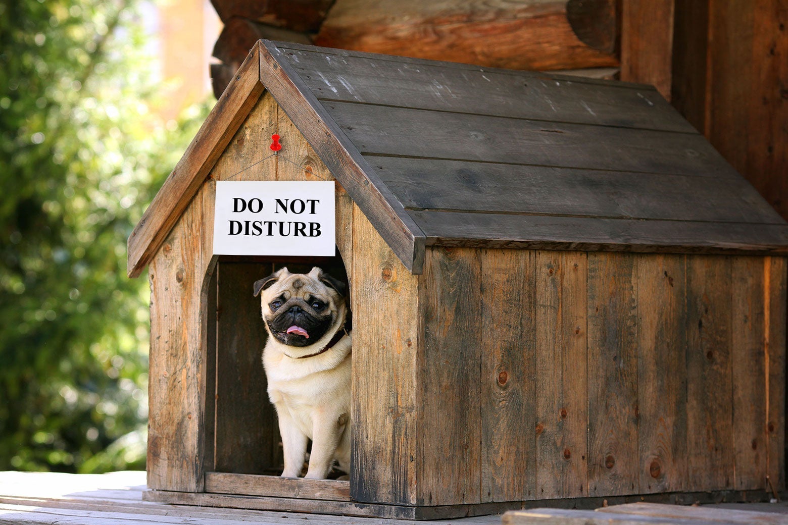 A dog peeks out of a doghouse that has a "Do Not Disturb" sign hanging over it.