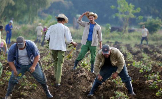 Cuban farmers. 