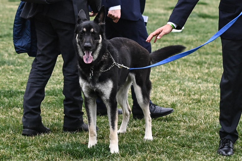 What’s going on with Major Biden?  A dog behaviorist explains.