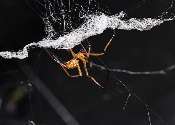 A male black widow reduces a female's web. 
