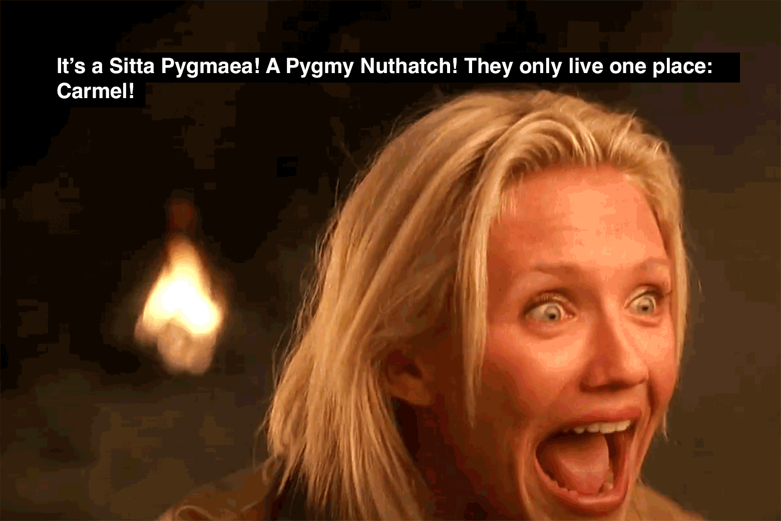 A blond woman looks astonished, while text reads: "It's a Sitta pygmaea! A Pygmy Nuthatch! They only live in one place: Carmel!"