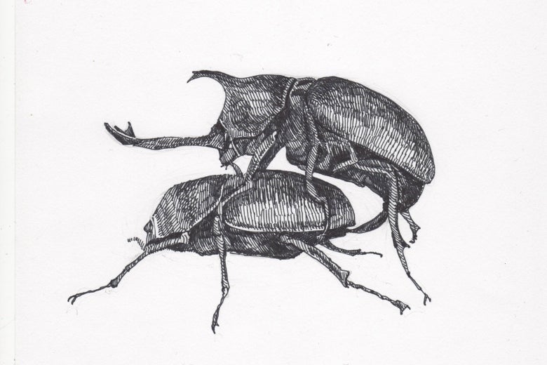 Rhino beetles doin' it.