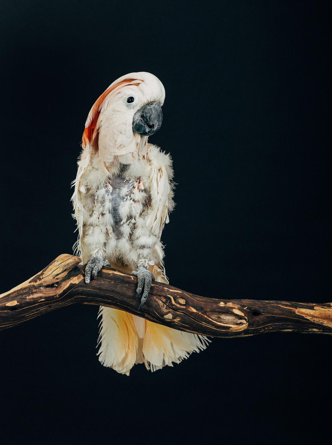 Oliver Regueiro: Earthbound is a series of portraits of exotic birds  sheltered in sanctuaries