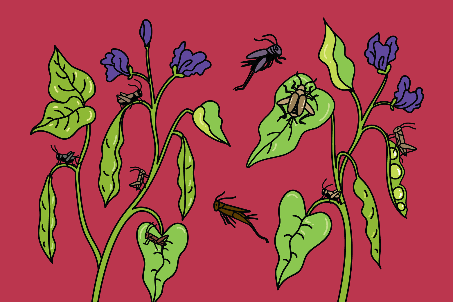 Illustration of crickets jumping on leaves. 