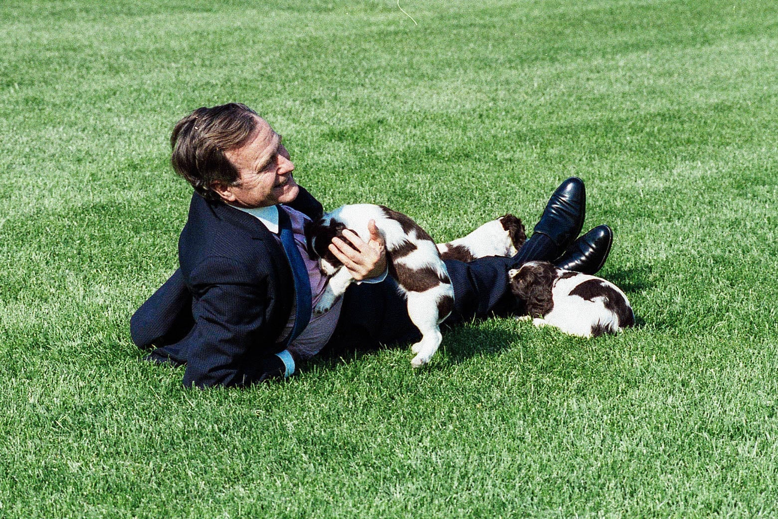 George H.W. Bush, in a blue suit, stretched out on the White House lawn playing with Millie and two puppies.