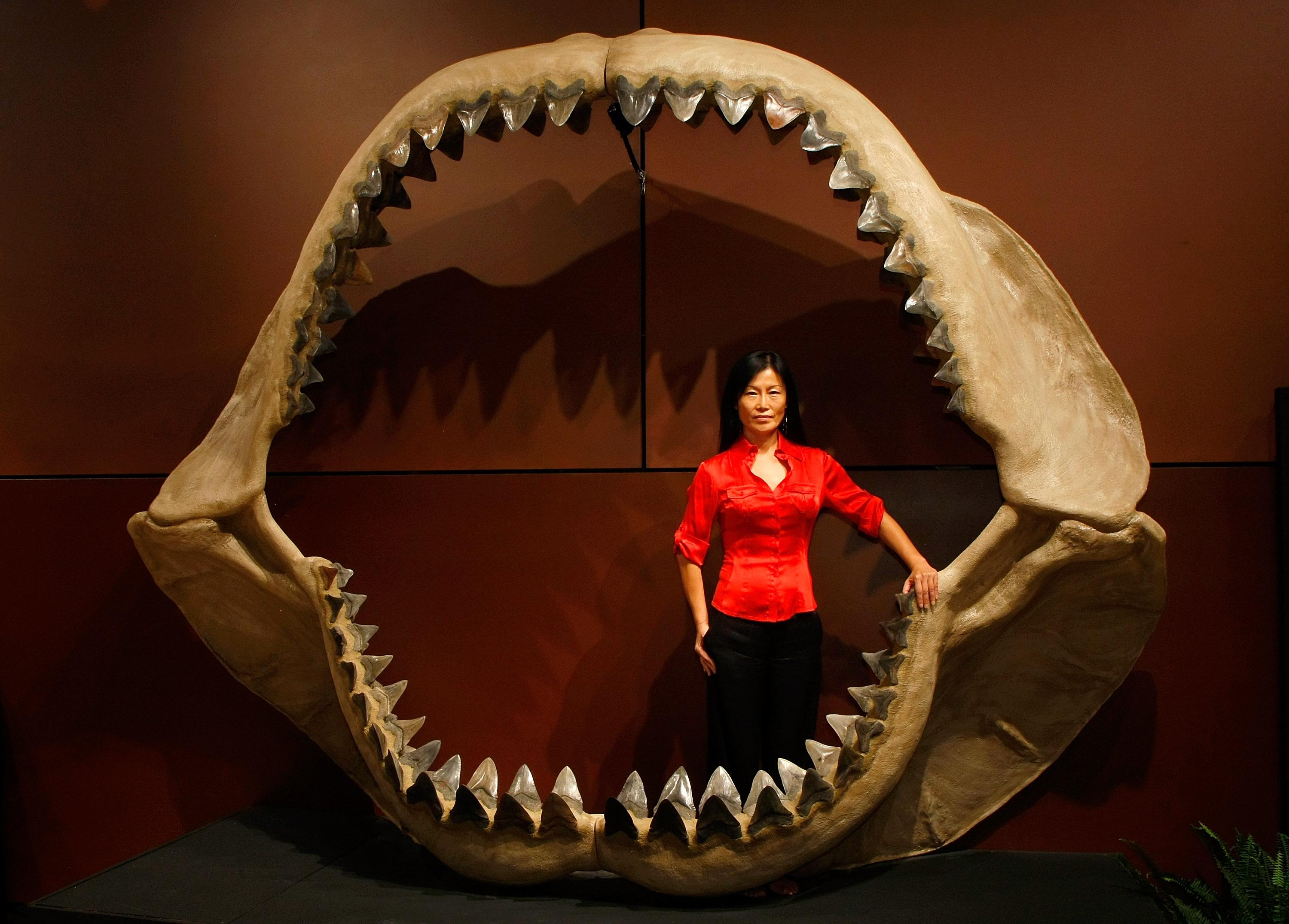 Shark Week Megalodon films: Discovery Channel lies about extinct monster  sharks.
