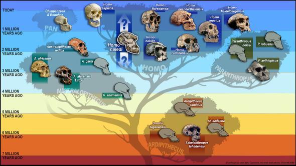 hominid_tree_skulls