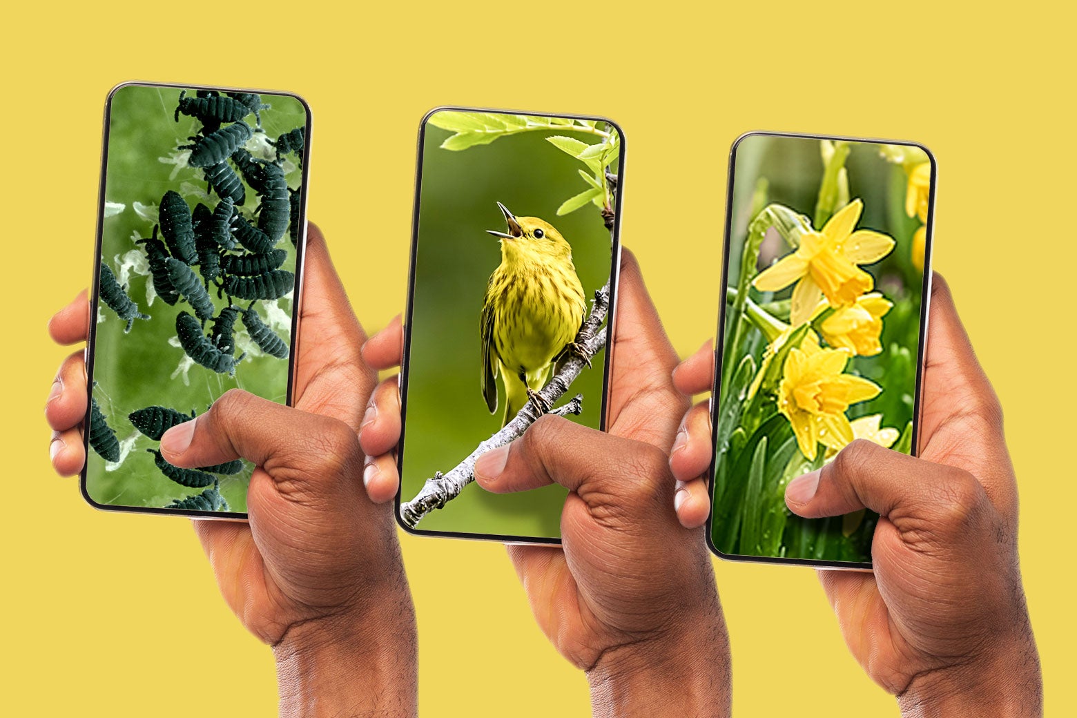 Three hands hold three smartphones, one displaying grubs, one a singing bird perched on a branch, and one daffodils.