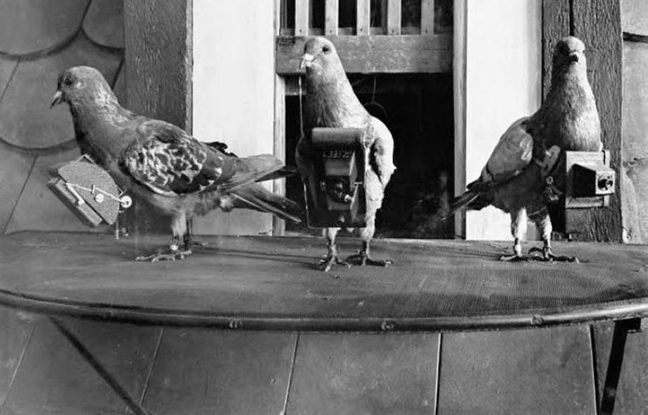 pigeon photography, pigeon cam, Julius Neubronner, World War I, FIrst World War, animal camera, German inventor