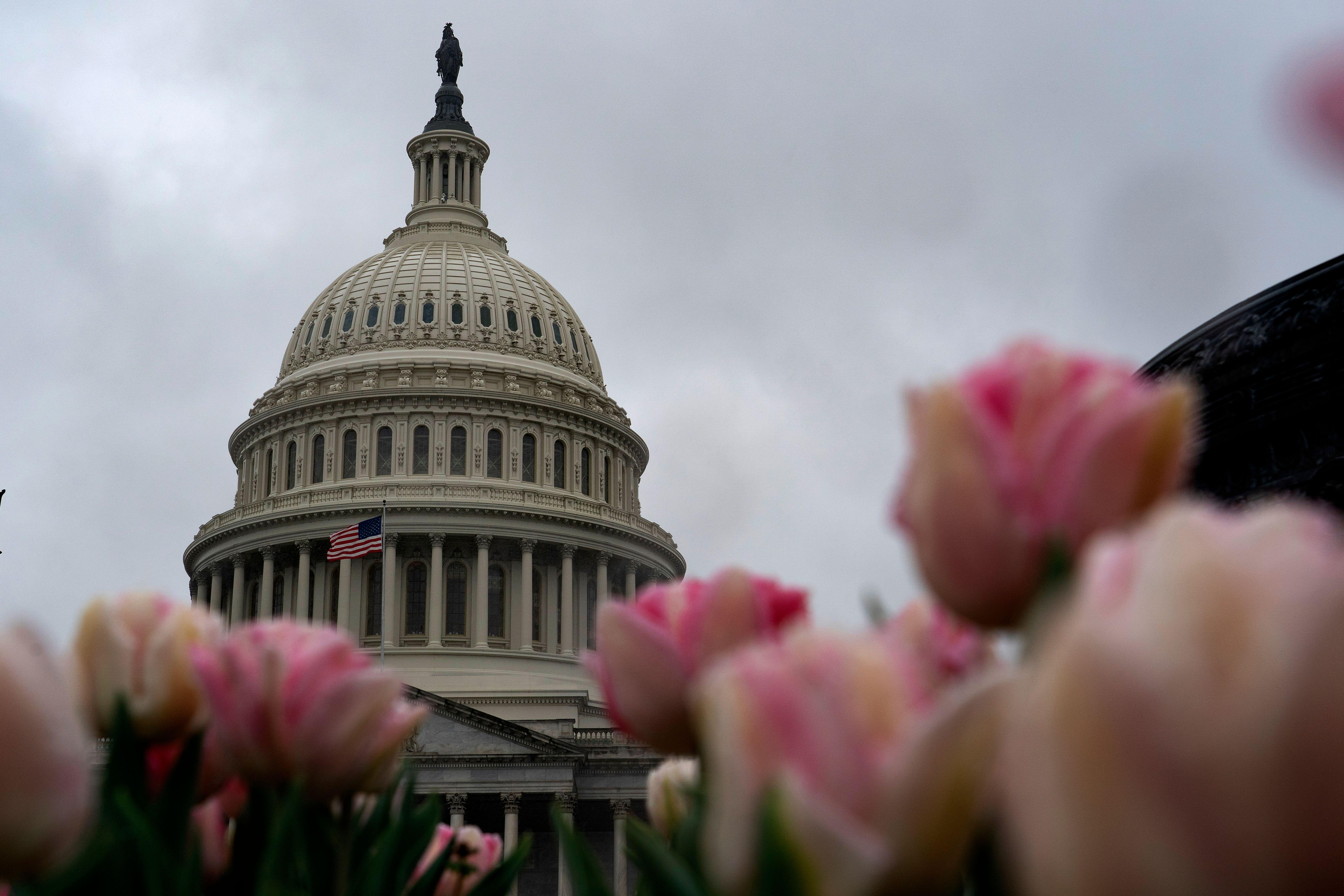 Low-angle shot of the Capitol Dome with pink flowers in the foreground.