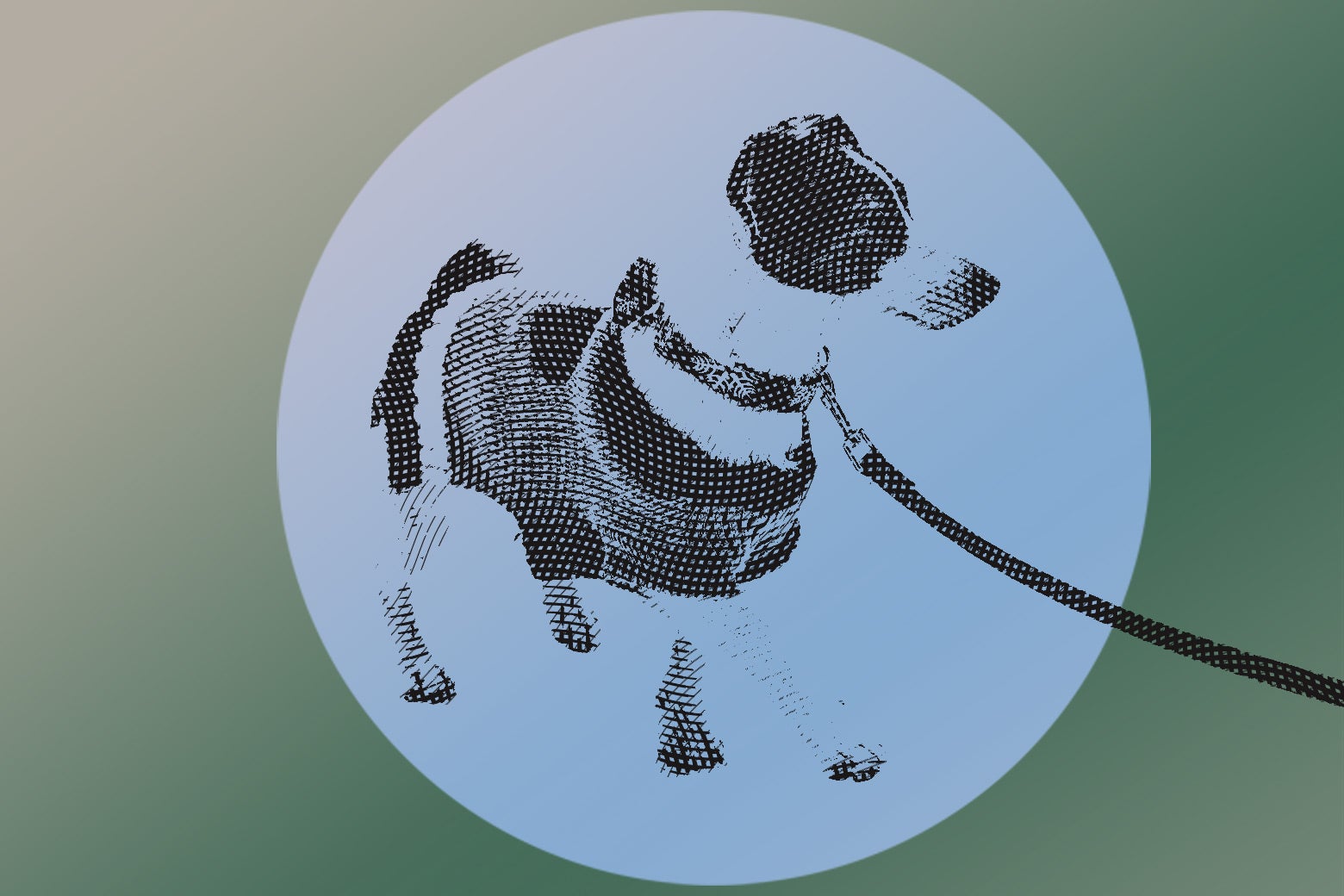 A dog wearing a sweater on a leash