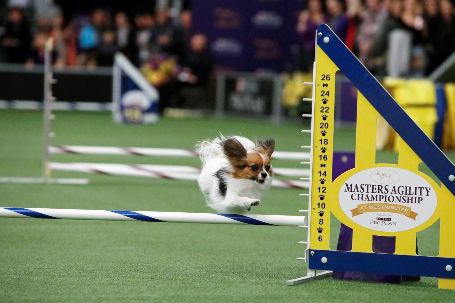 A Papillon in mid-air, jumping over a hurdle at a dog show.