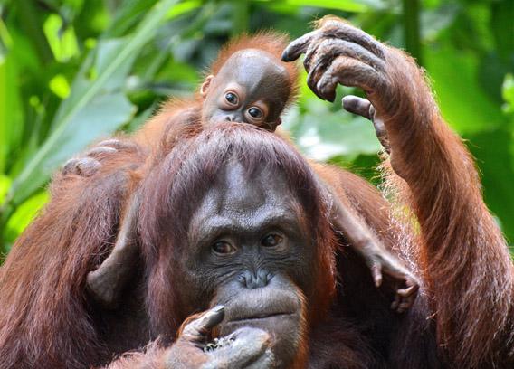 A female Bornean orangutan named Mari is seen with her still to be named son at the Singapore Zoo on March 6, 2013. 