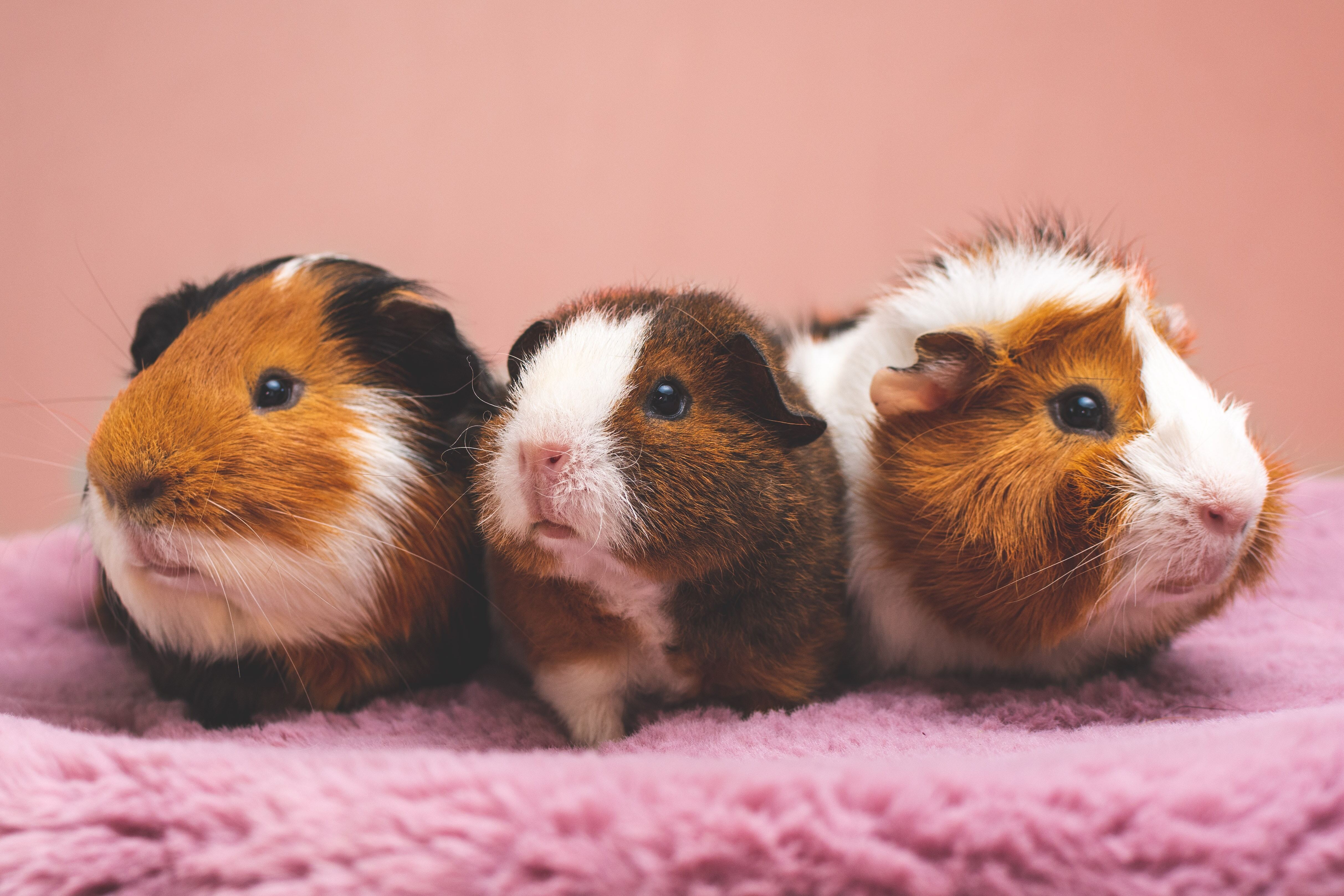 Three guinea pigs in a row face the camera.