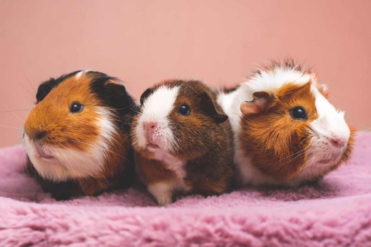 Cuy guinea pig for sale hotsell