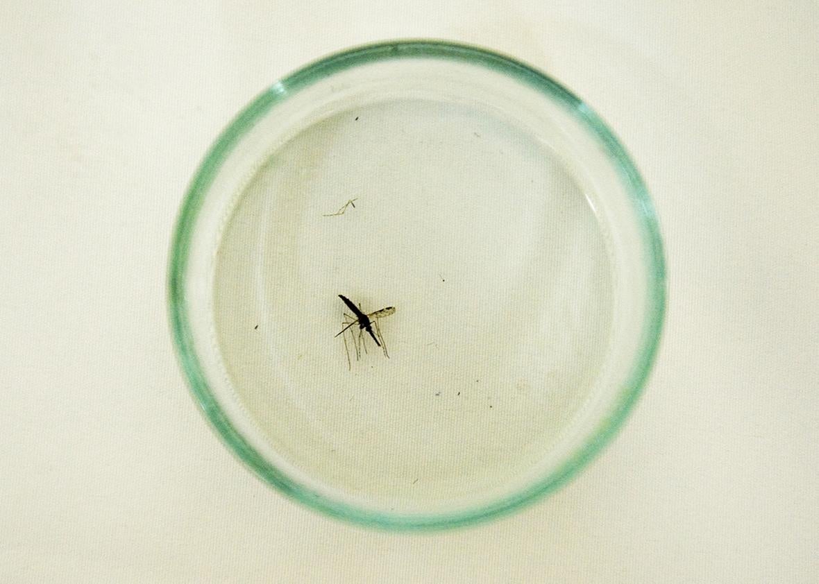 A mosquito (Anopheles albimanus) is prepared to be studied in a laboratory at the Center for Scientific Research Caucaseco in the outskirts of Cali, Colombia, on April 25, 2012, during the World Day for the fight against malaria. 