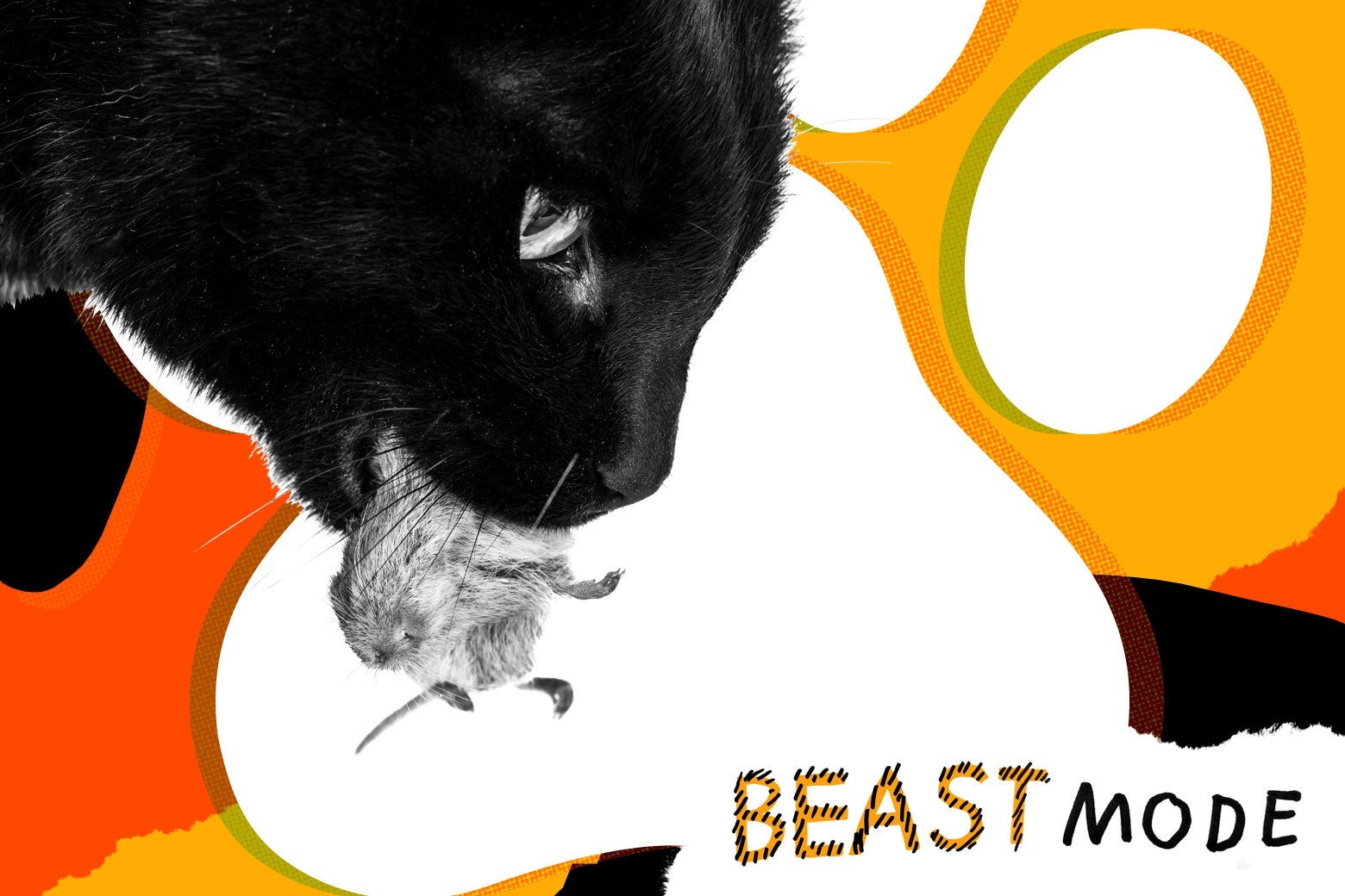 My cat kills small animals and brings them home: pet advice from Beast Mode.