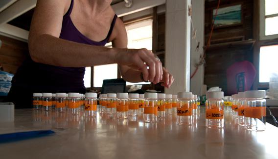 Carrie Bow Cay, Belize, during the 2012 coral spawning season.