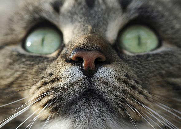 Which are smarter, cats or dogs? We asked a scientist