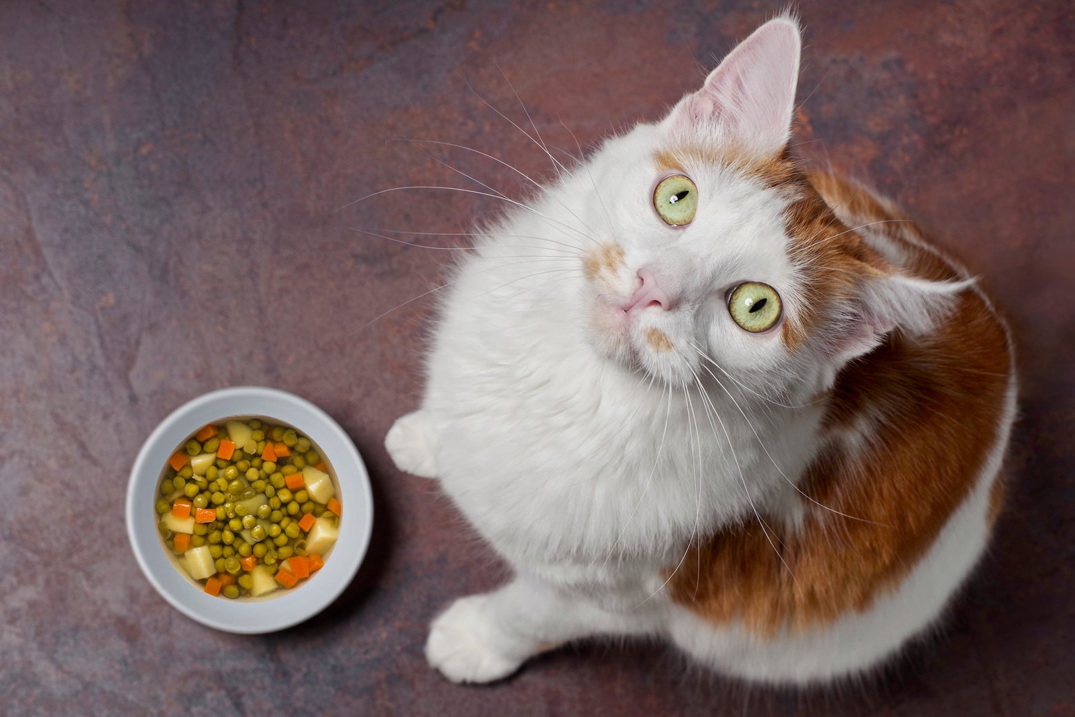 Is it OK for cats to be vegan?