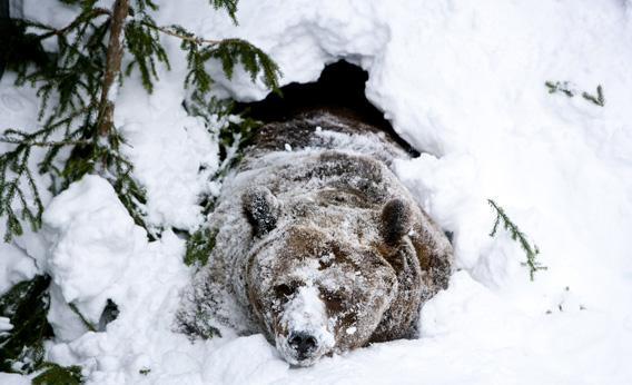 Palle-Jooseppi, a male brown bear of Ranua Zoo, wakes up after winter hibernation in Ranua on February 23, 2012.
