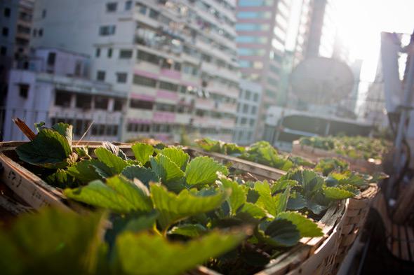The urban farms sprouting from the rooftops of Hong Kong's high-rises are an attempt to bridge the gap between city and nature.