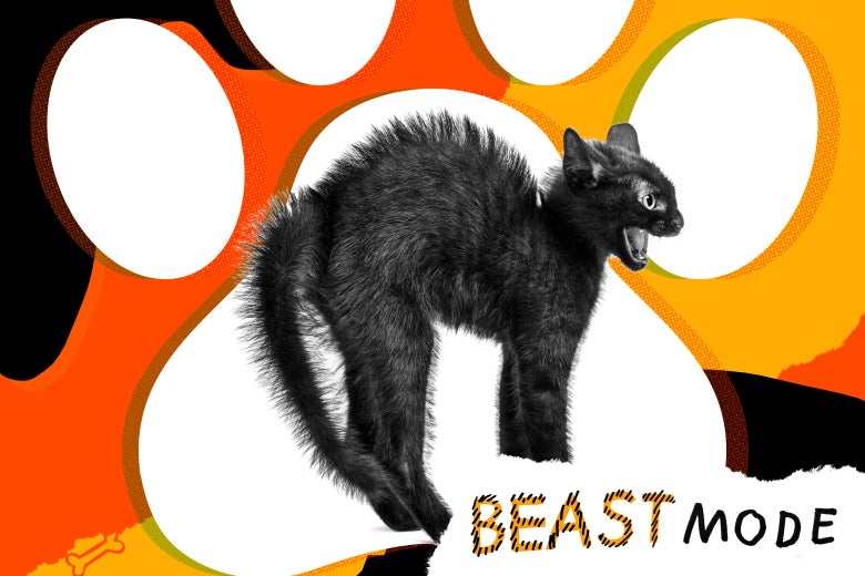 A black kitten with its back arched and its mouth open, exposing teeth.