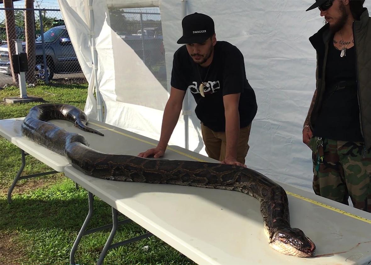 Could the 17-foot python swallow the avocado as big as your head?