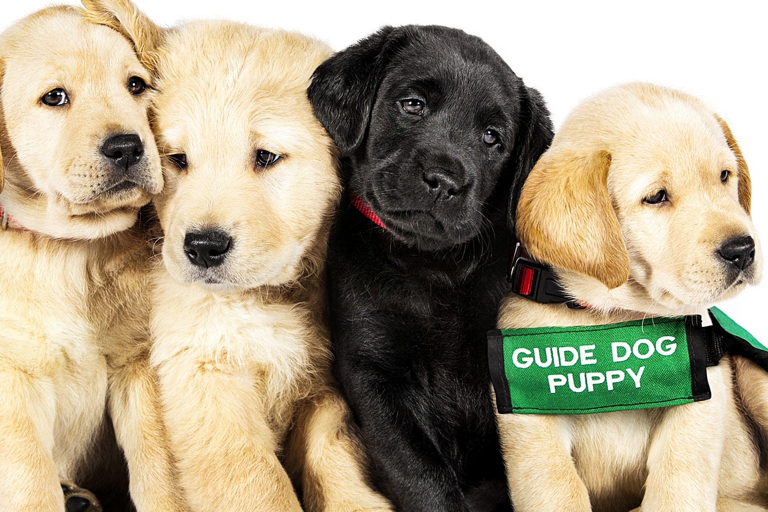 Four puppies from the movie Pick of the Litter. One wears a strap that says "GUIDE DOG PUPPY."